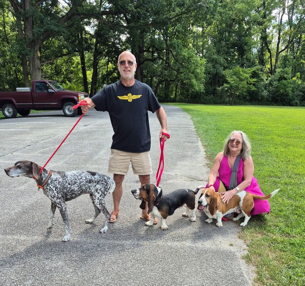 Basset Hound Dogs Adoption