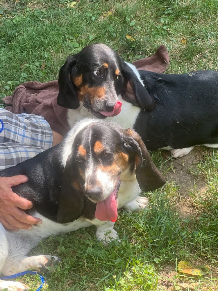 Basset Hound Dogs