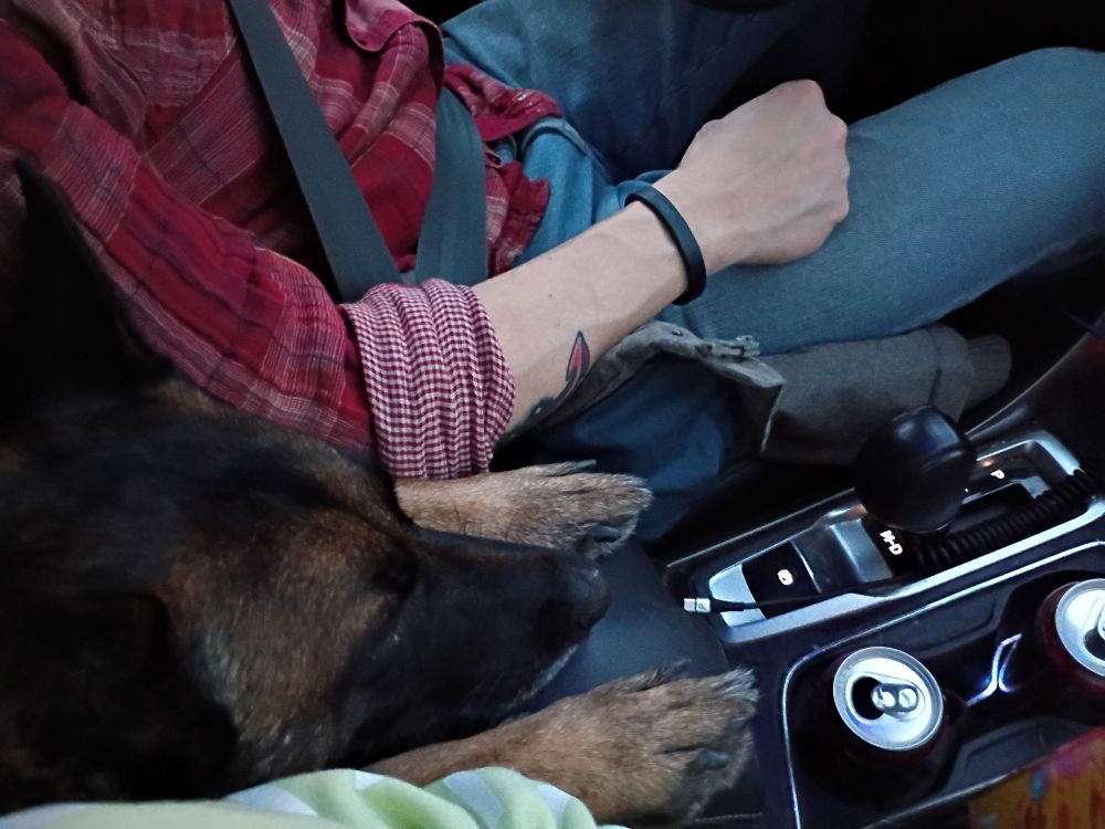 A Belgian Malinois with her head adorably resting on her paws on the center console of a Subaru.