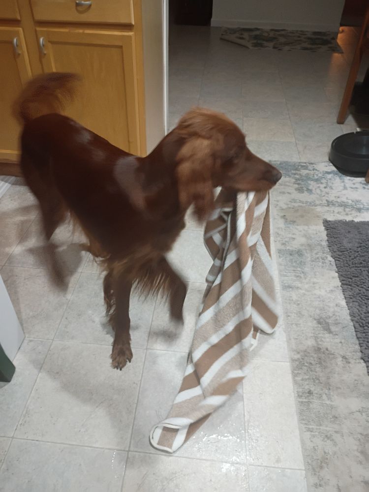 An Irish Setter hopefully bringing me a towel.