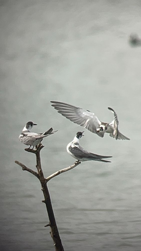 Two Black tern perched on a bare branch. A third is unsuccessfully trying to push one of them off its spot. 