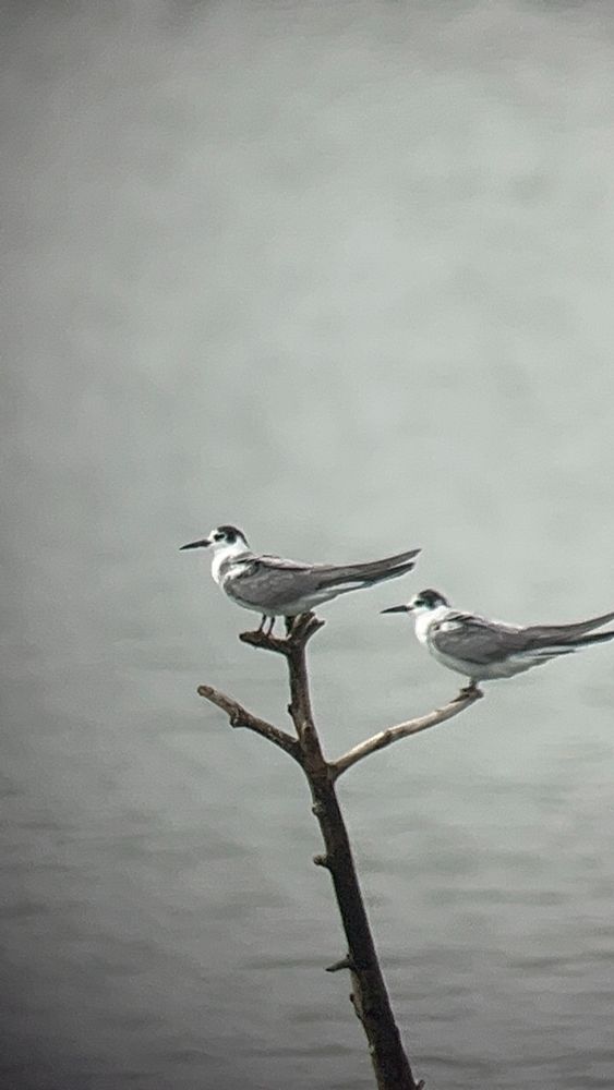 Two Black tern perched on a bare branch 