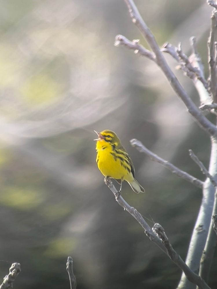 Prairie Warbler 