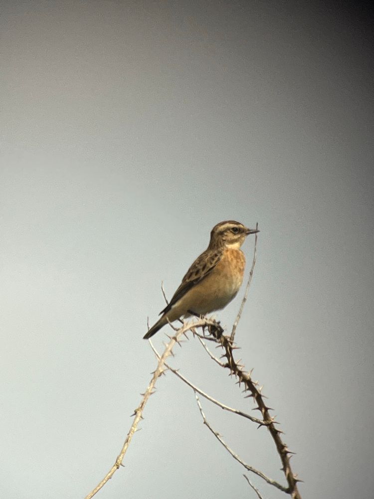 Whinchat perched on a thorny twig. 