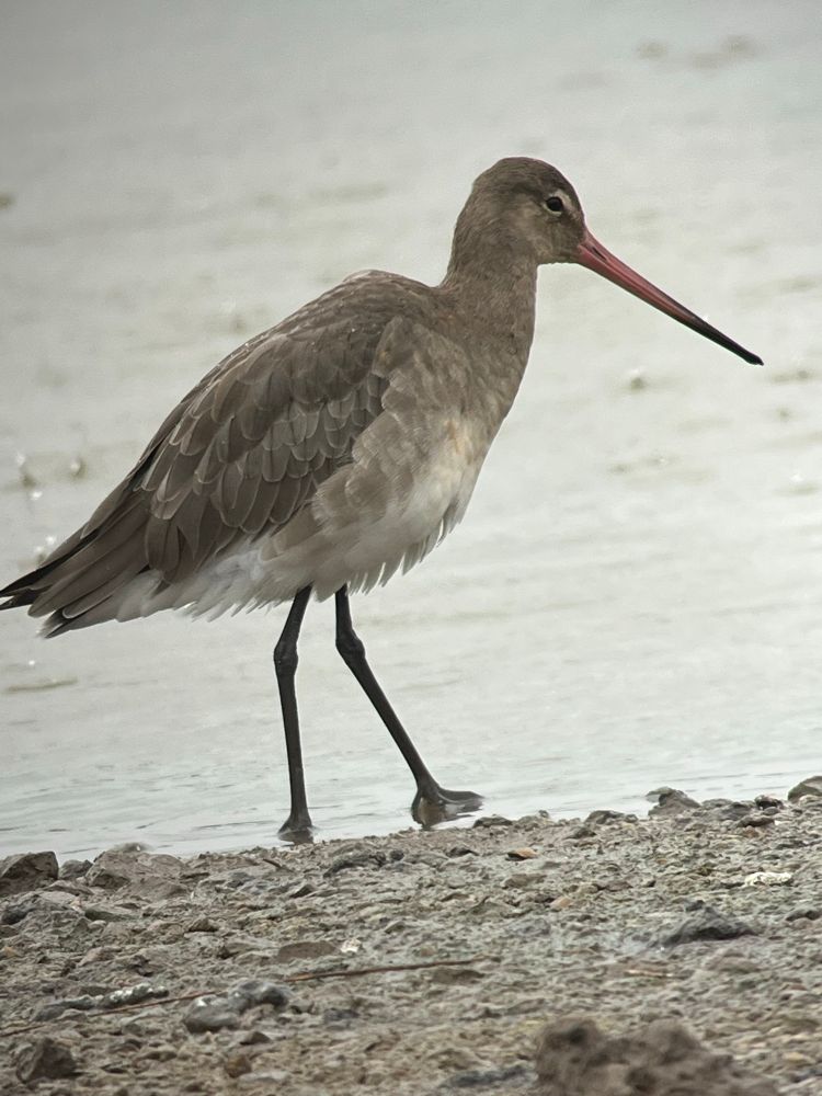 Black-Tailed Godwit 