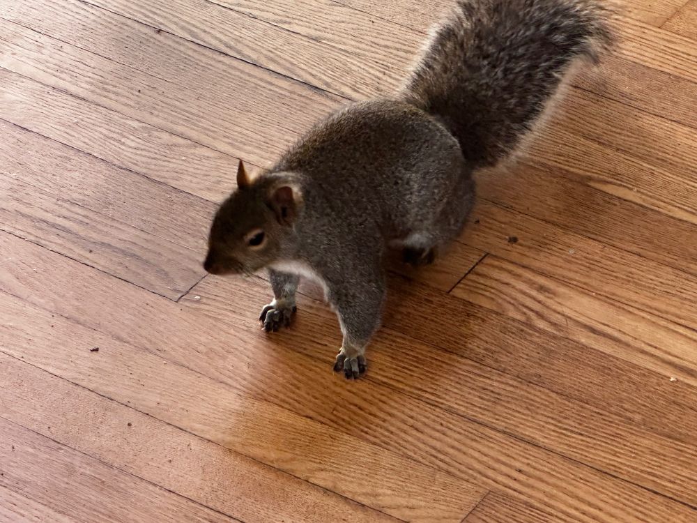 Squirrel following me into the house when my hands were full. 