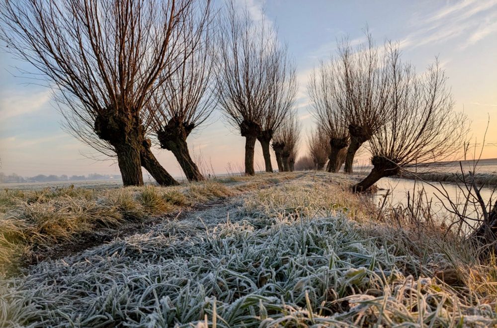 Knotwilgen bij zonsopkomst. Op de voorgrond zie je rijp op het gras. 