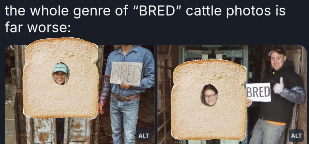 The awful cishet "BRED" photos from the reply post, with the wife ensconced in cattle breeding equipment, edited to have the wife in a slice of bread