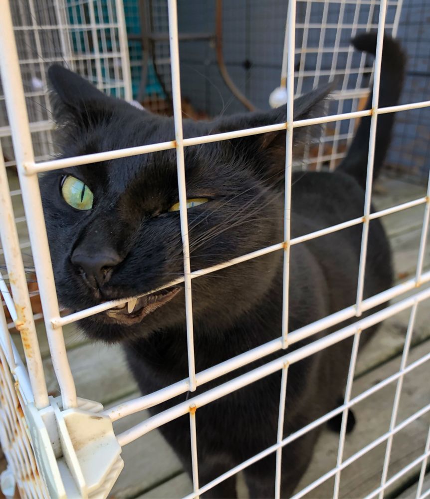 Pearl the all black cat with very green eyes is seen gnawing on the white metal bars of her former catio. It has since had a major upgrade. 