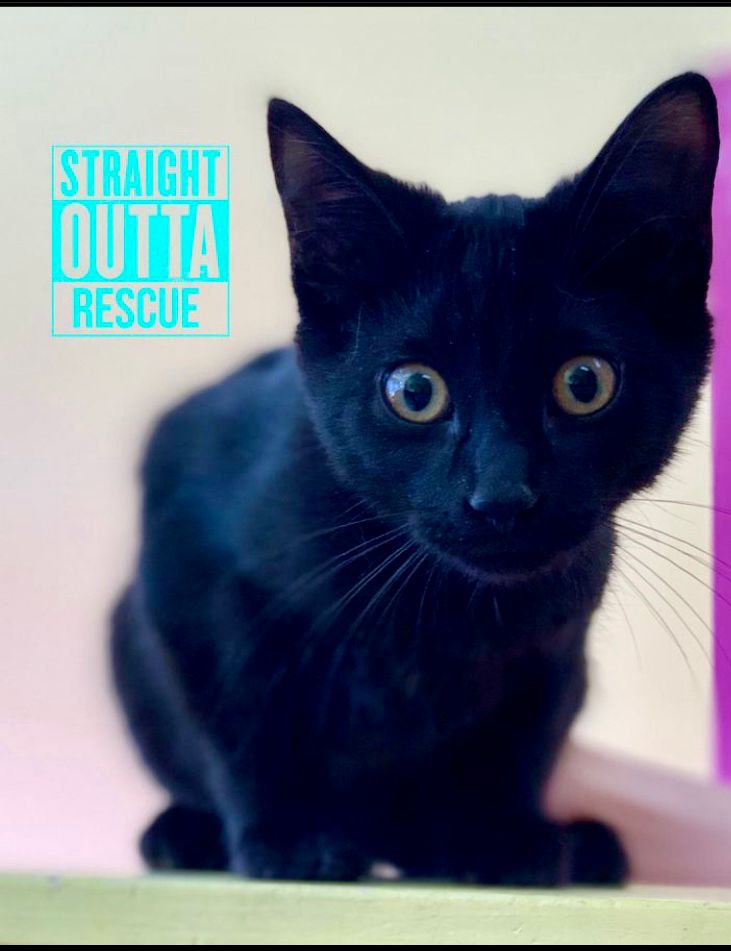 Pearl the all black kitten in her Straight Outta Rescue adoption photo. She’s crouched and looking at the camera with wide spooky gold or green eyes. 