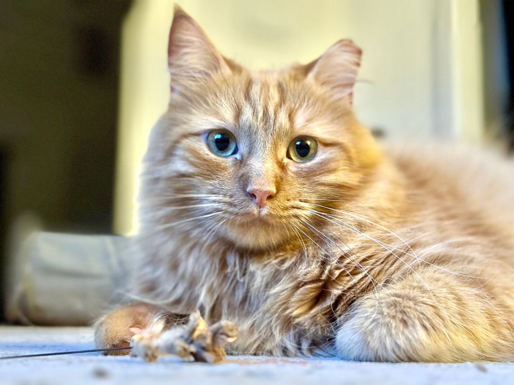 Fluffy orange cat with big green, nervous looking eyes and a pink nose, looking right at the camera. He’s on a rug. There’s a toy on the floor in front of him. His left front leg is tucked under him and his right front leg is outstretched. you can clearly see his left. Ear has been cut at the tip to indicate that he has been TNR’d. 