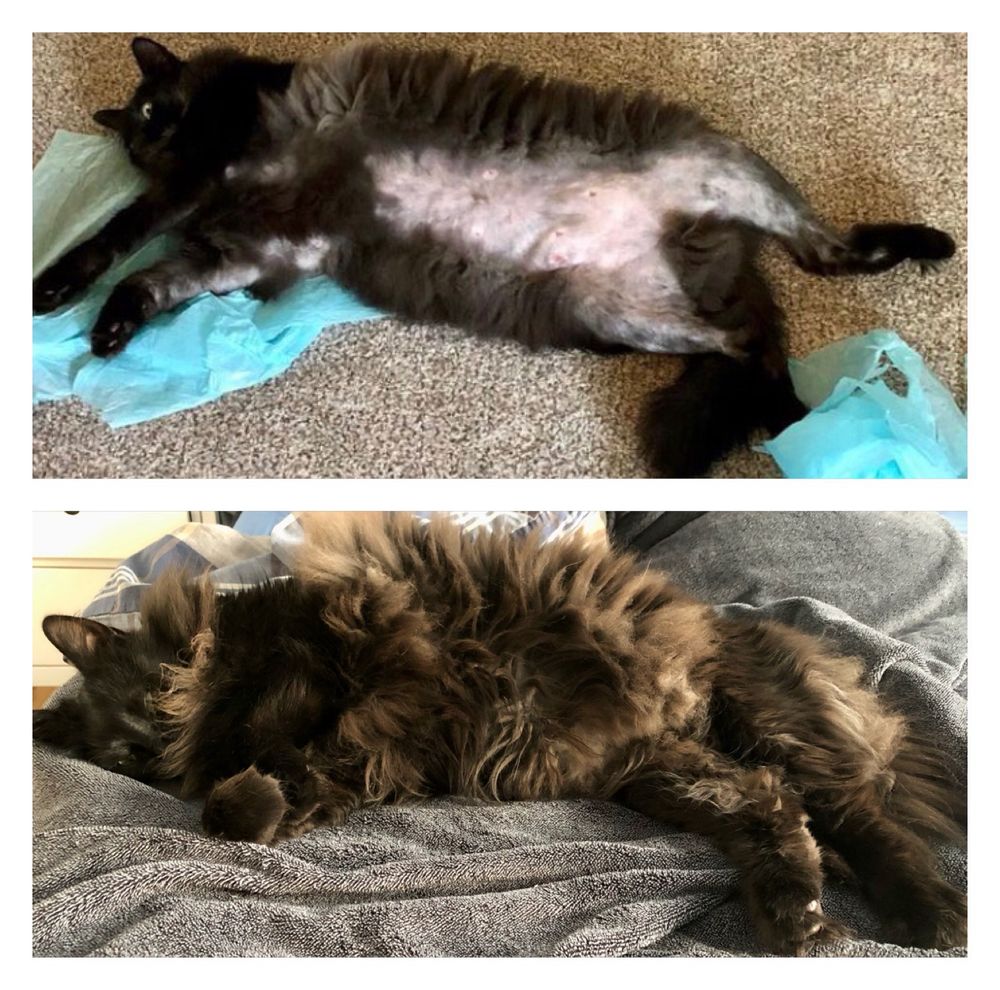 Colour photo split in two: top and bottom. Top is a black cat on his back exposing a naked belly and legs from anxiety driven overgrooming. Bottom half is the same cat, a year later, fluffy as all heck because he was taking anti anxiety meds and no longer self harming. 
