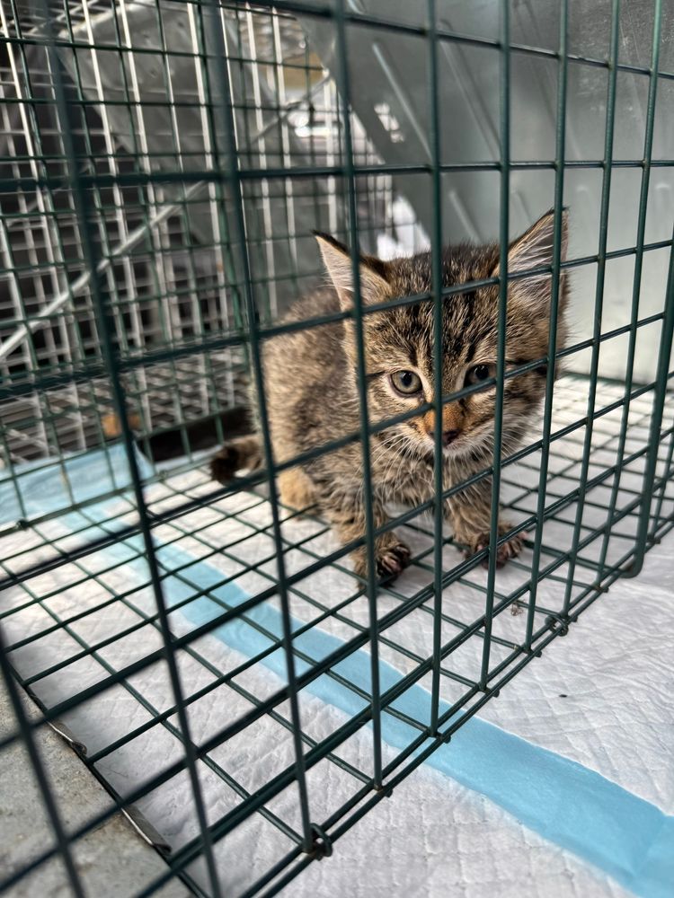 Very young tabby kitten in a large humane cat trap. Baby will be socialized, fed, and loved and eventually ready for adoption. 
