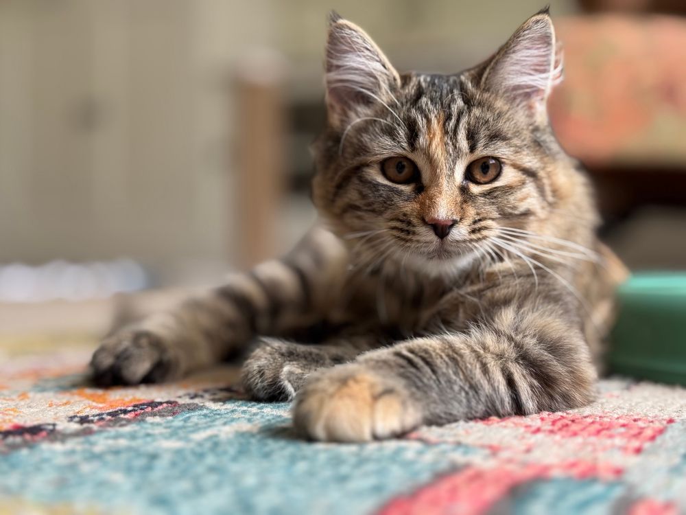 Beautiful little 4 month old kitten with a mix of tortoise shell and tabby markings making her a torbie. She’s looking directly at the camera with her pretty brown eyes. 