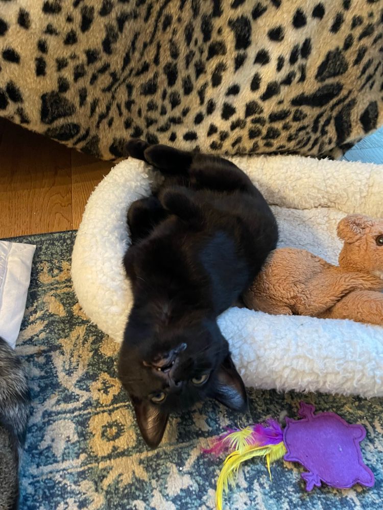 Pearl the all black kitten is in a white cat bed on an area rug. She has toys beside her. She’s hanging her head out of the bed kind of upside down and looking pretty goofy. 