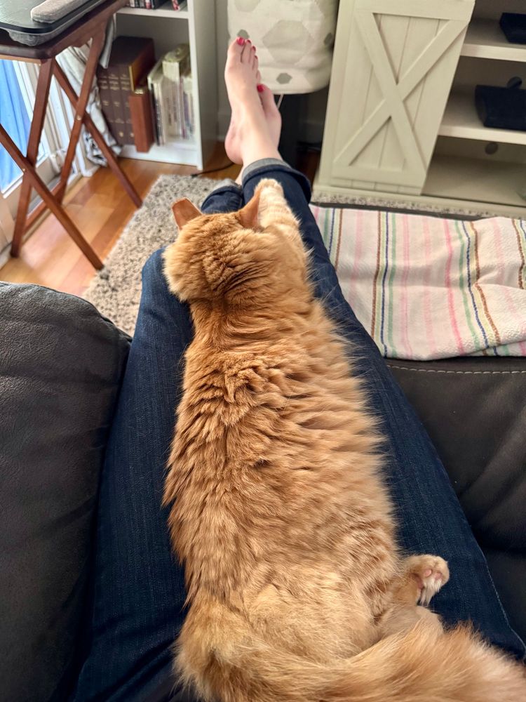 Fluffy orange cat stretched out and asleep on her human’s outstretched lap. Human is wearing blue jeans and has bare feet. 