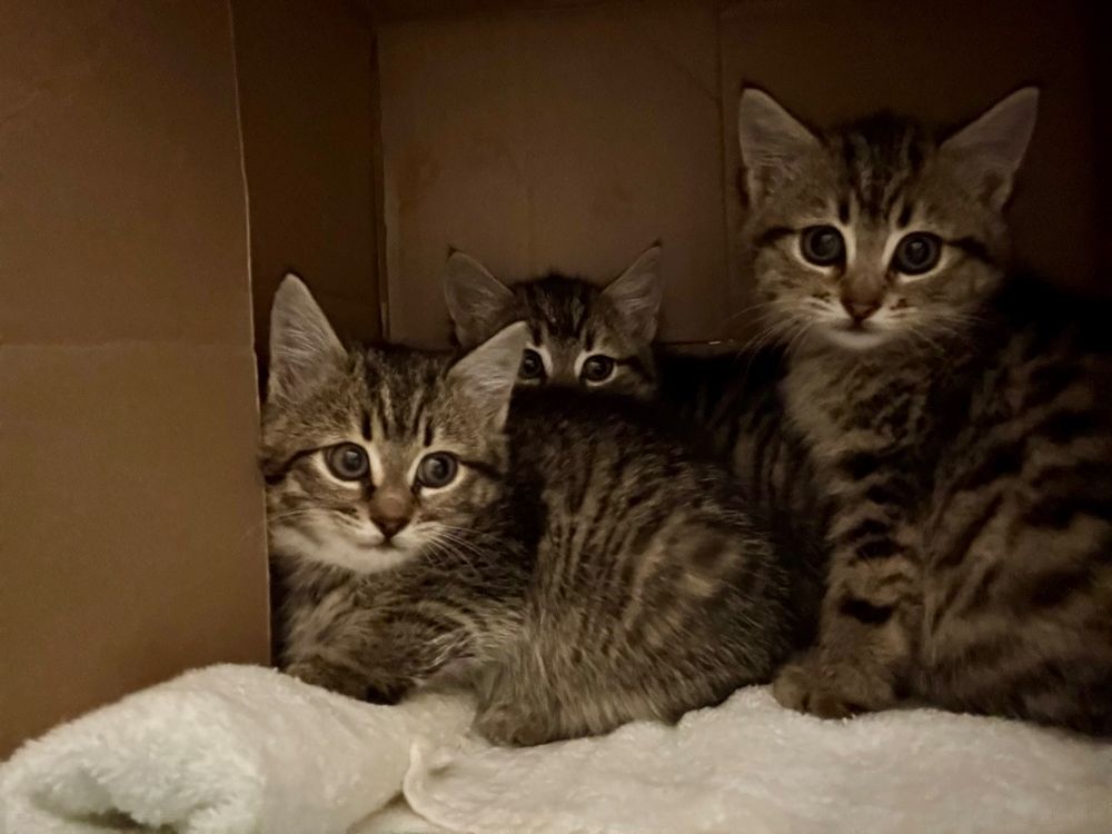 Three young tabby kittens huddled together in a cardboard box with a cozy towel bed. This is their first night indoors so they’re looking a little nervous. 