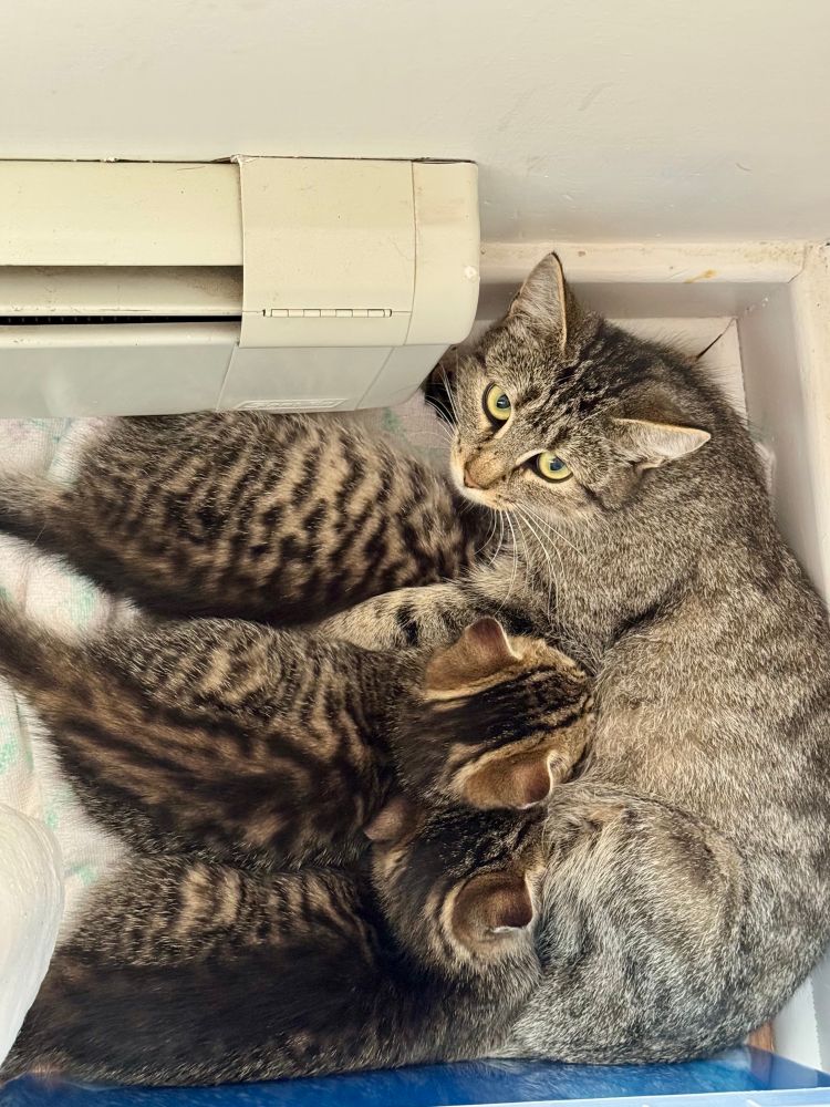 A mother cat with a grey ticked tabby coat nursing three striped tabby kittens. They’re on a towel in the corner of a room voluntarily crammed between a sewing table and a baseboard heater that’s not on. Mom is looking up at the camera. 