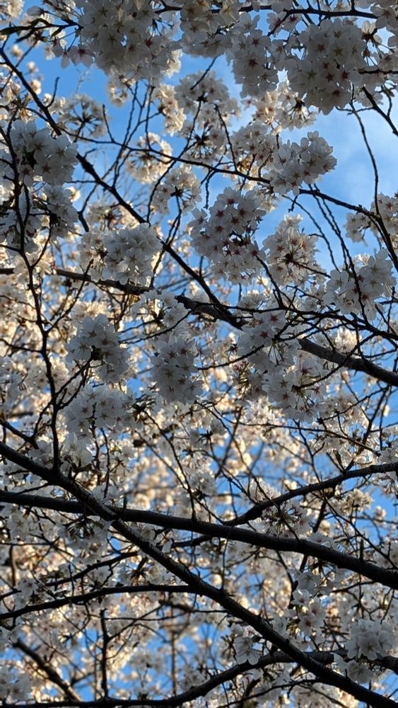 Noch mehr Sakura vor blauem Himmel