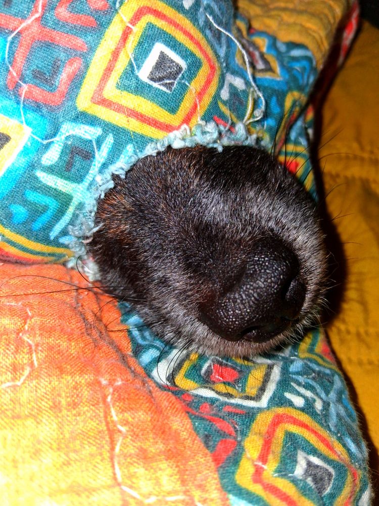 A dog's nose poking out of a hole in a quilt.