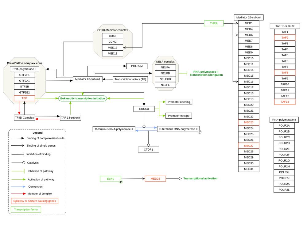 A depiction of WP5633, with the description: "RNA Polymerase II transcription: the preinitiation complex."