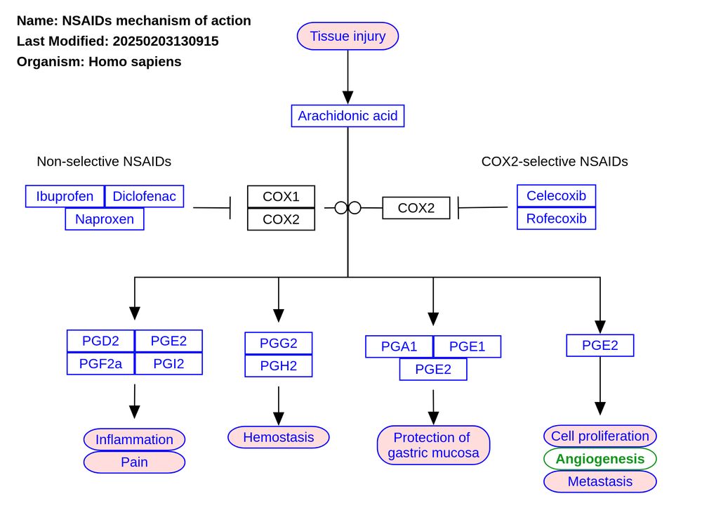 New pathway "GIP and GLP-1 function by tissue (WP5509)" https://www.wikipathways.org/pathways/WP5509

"Functions of GIP and GLP-1, two agonists of which are found in the weight-loss drug tirzepatide (a.k.a. Mounjaro). "Pancreatic and exopancreatic function of glucose‐dependent insulinotropic polypepide (GIP) and glucagon‐like peptide (GLP)‐1. GIP acts directly on the endocrine pancreas, bone, fat, gastrointestinal (GI) tract and brain. GLP‐1 acts directly on the endocrine pancreas, gastrointestinal tract, heart and brain." From Figure 2 in https://pmc.ncbi.nlm.nih.gov/articles/PMC4020673/."