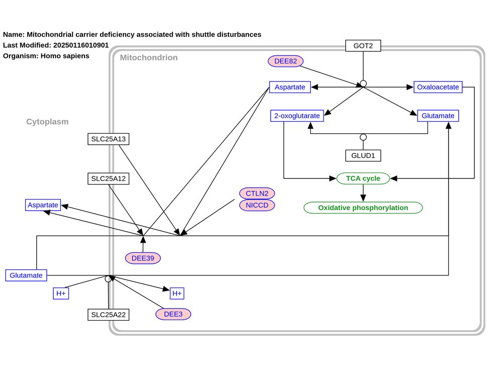 New pathway "Mitochondrial carrier deficiency associated with shuttle disturbances (WP5507)" https://www.wikipathways.org/pathways/WP5507

"Reflecting the pathway as shown in Figure 43.2 of Blau et al. "Physician’s guide to the diagnosis, treatment, and follow-up of inherited metabolic diseases"