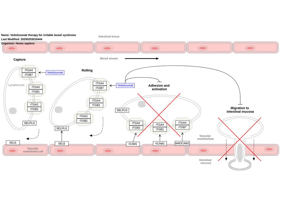New pathway: "Vedolizumab therapy for irritable bowel syndrome (WP5512)" https://www.wikipathways.org/pathways/WP5512

"Vedolizumab is a humanized monoclonal antibody with a predominantly gastrointestinal effect. It specifically inhibits leucocyte integrin α4β7, thus preventing its interaction with mucosal vascular addressin cell adhesion molecule 1 (MAdCAM-1), which is involved in the migration of lymphocytes from the blood stream to the intestinal tissue. Vedolizumab is indicated in the treatment of moderate to severe active Crohn's disease and ulcerative colitis in adult patients with poor response, loss of response, or intolerance to conventional treatment or to tumour necrosis factor alpha (TNF-α) antagonists." Inspired by Figure 1 in https://pubmed.ncbi.nlm.nih.gov/31470005/. Vedolizumab is also known by its trade name, Entyvio. 