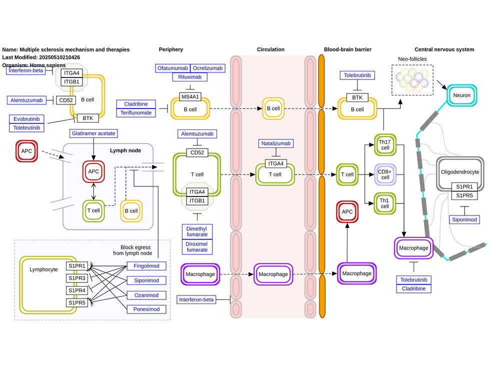 Image of the Multiple sclerosis mechanism and therapies (WP5540) pathway. https://www.wikipathways.org/pathways/WP5540

Description: 

"This diagram shows the immunopathogenesis of multiple sclerosis (MS) and therapeutic targets. Available therapies for MS act through a range of mechanisms, including pleiotropic effects, immune cell depletion, inhibition of proliferation, and blockade of cell migration. These intervene at various stages of the inflammatory process. Treatments exert their effects across the peripheral immune system, the blood–brain barrier, and within the central nervous system (CNS) itself. Inspired by Figure 1 in Bierhansl et al. (2022)."