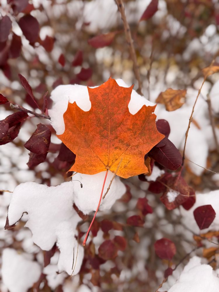 A gorgeous ombré golden orange maple leaf resting atop a snow-covered bush with dark red leaves. 