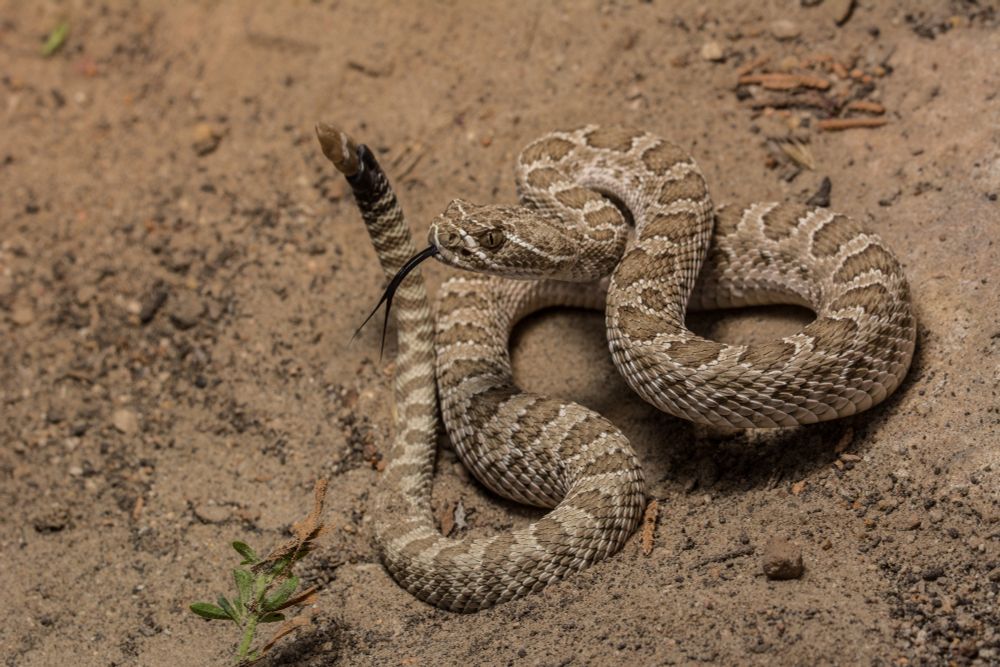A coiled Prairie Rattlesnake with a sandy ground color, brown blotches edged in white down the back with lighter brown centers, a yellow-brown rattle, and two white stripes, one before and one behind the eye. Its black tongue is projected forward and down from the mouth, its first third of its body is held upright and ready to strike, and the tail is held perpendicular to the ground to facilitate tail shaking.