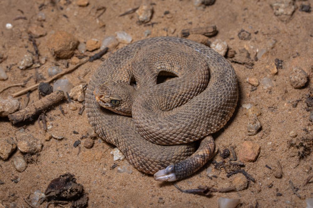 A coiled Prairie Rattlesnake with a dark gray-brown ground color, indistinct and irregular dark blotches on the back, a piebald rattle, and yellow mottling on the snout. It is resting on sand and gravel.