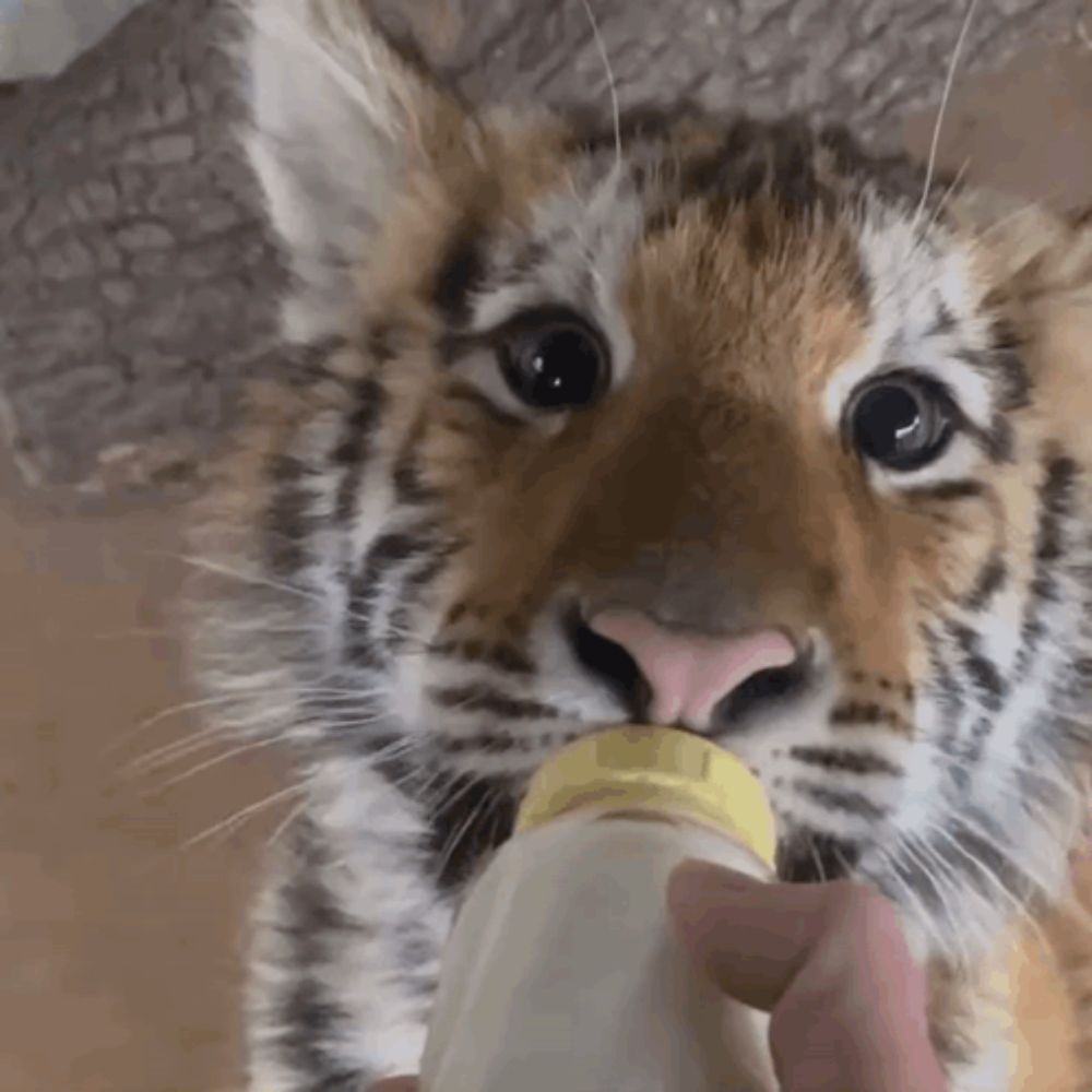 a close up of a tiger cub drinking from a baby bottle