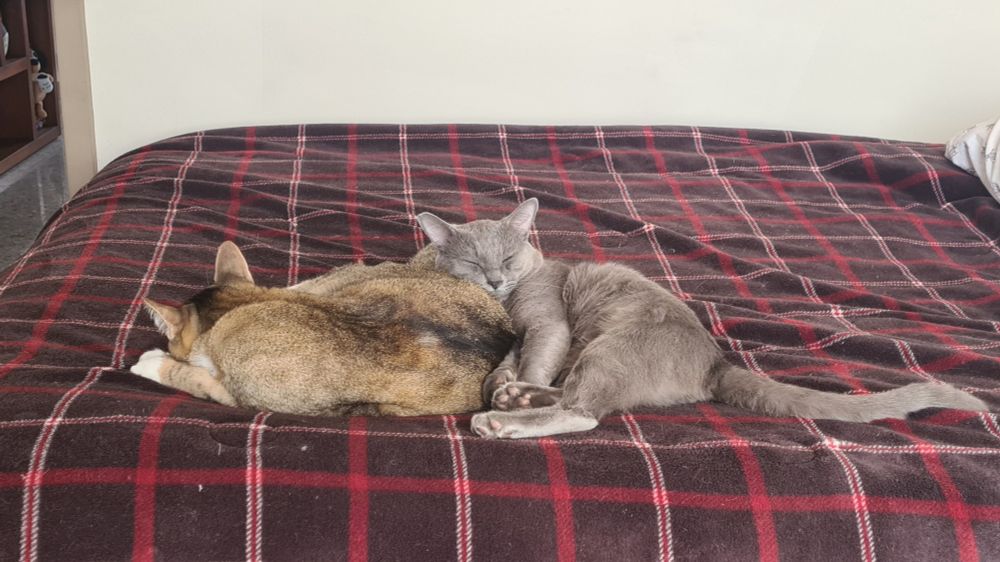 Dos gatos dormidos y acurrucados juntos.