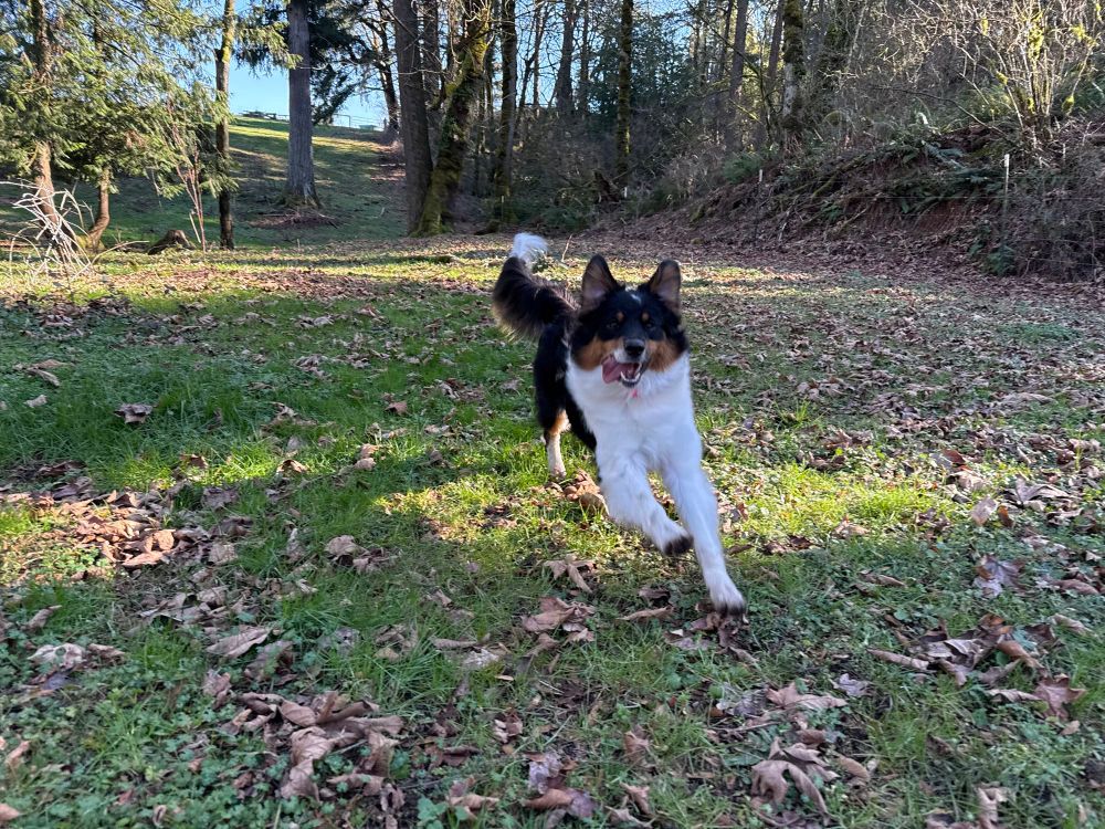 Cute dog, running in the woods