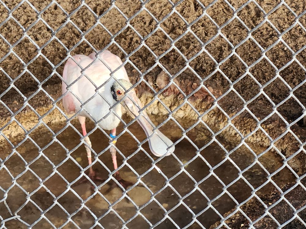 Roseate Spoonbill standing in shallow pool.