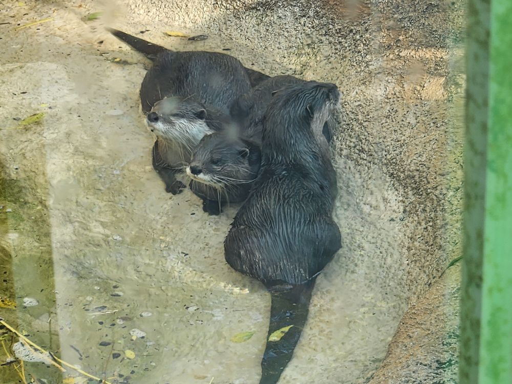 A puddle of 3 Asian Small-Clawed Otters taking a break from swimming in their pond to lay together.