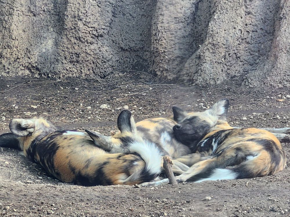 3 African Wild Dogs napping in a pile.