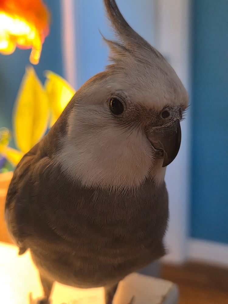 Mo, a white faced cockatiel 