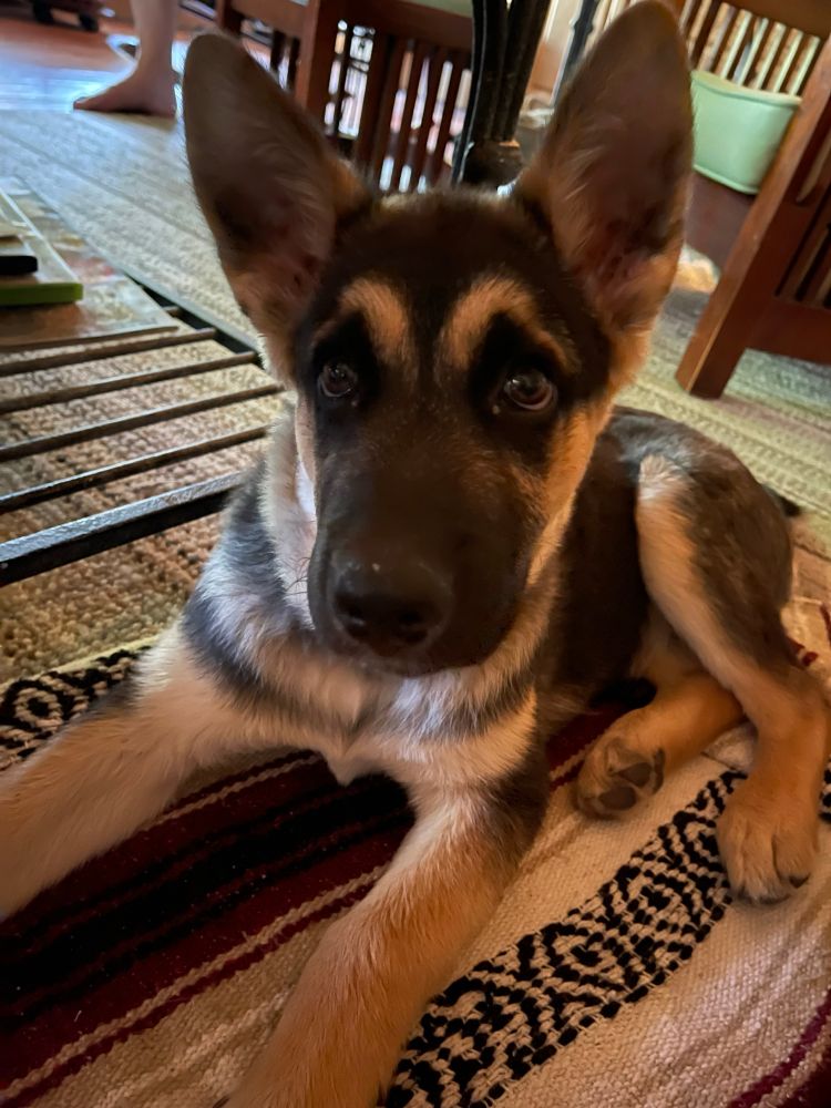 Photo of Kenny. German Shepherd & Husky mix puppy. He has large ears. 