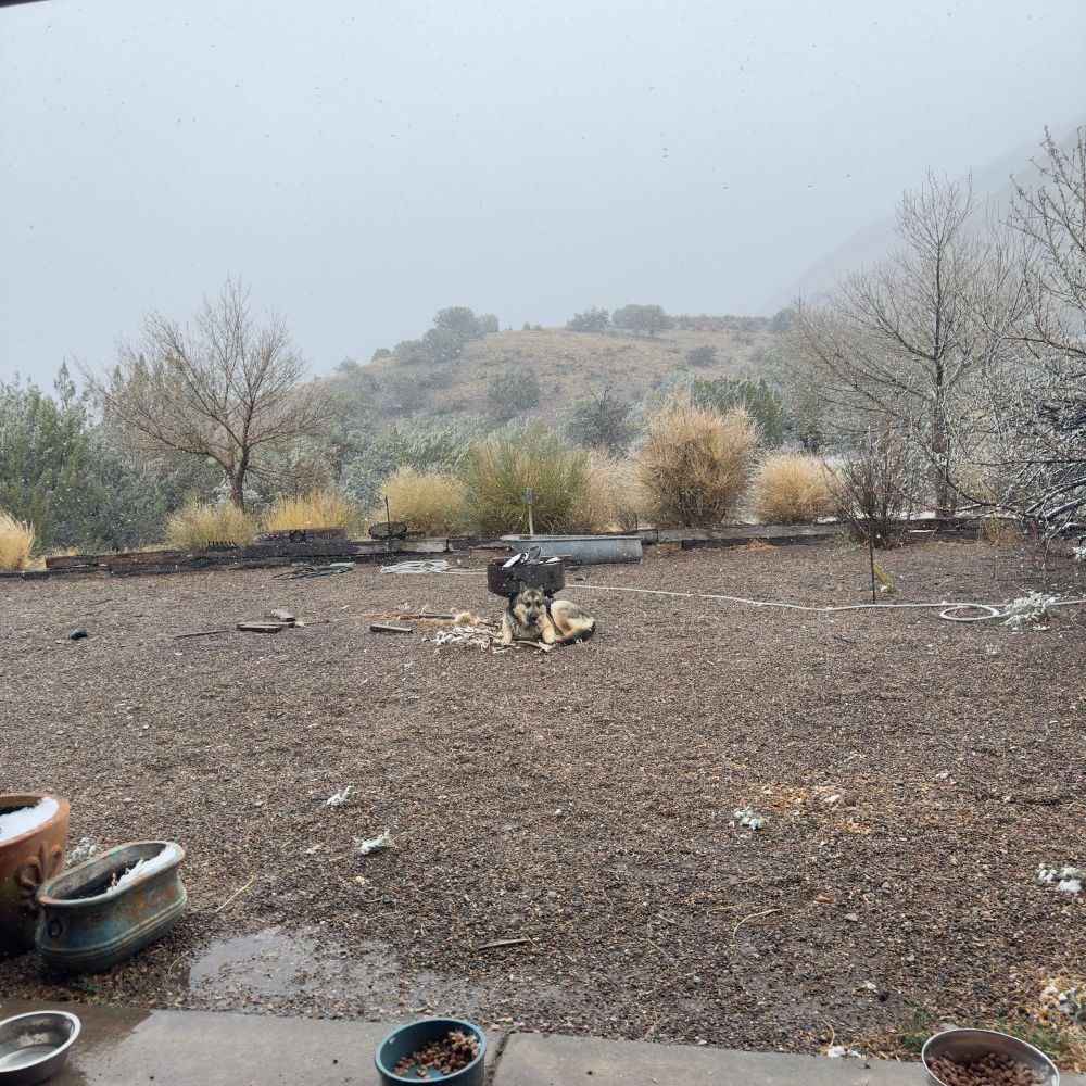 Photo of husky/shepherd dog lying on a pile of bones in a backyard. 
