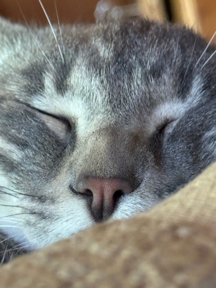 Sleeping cat’s face