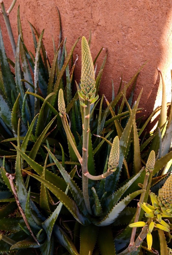 A imagem mostra um canteiro de babosa (aloe vera) , caracterizada por suas folhas verdes e pontiagudas, que se projetam para cima e para fora do centro. A folhagem densa da aloe vera preenche a maior parte da foto. No centro da imagem, várias hastes mais altas se elevam acima das folhas, cada uma culminando em uma estrutura floral alongada e em forma de cone, de cor verde-claro a amarelada, com pequenas protuberâncias. Ao fundo, um muro de cor terrosa fornece um contraste suave. A iluminação é natural, de luz solar. 