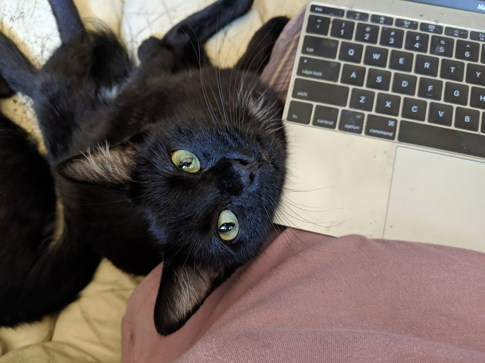Black cat next to laptop keyboard, looking up