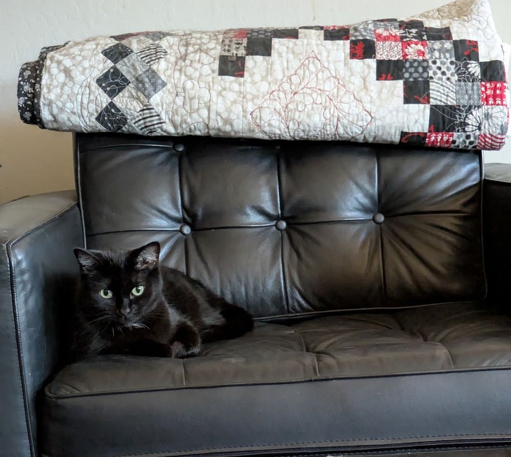 Black cat on black leather chair, staring at camera