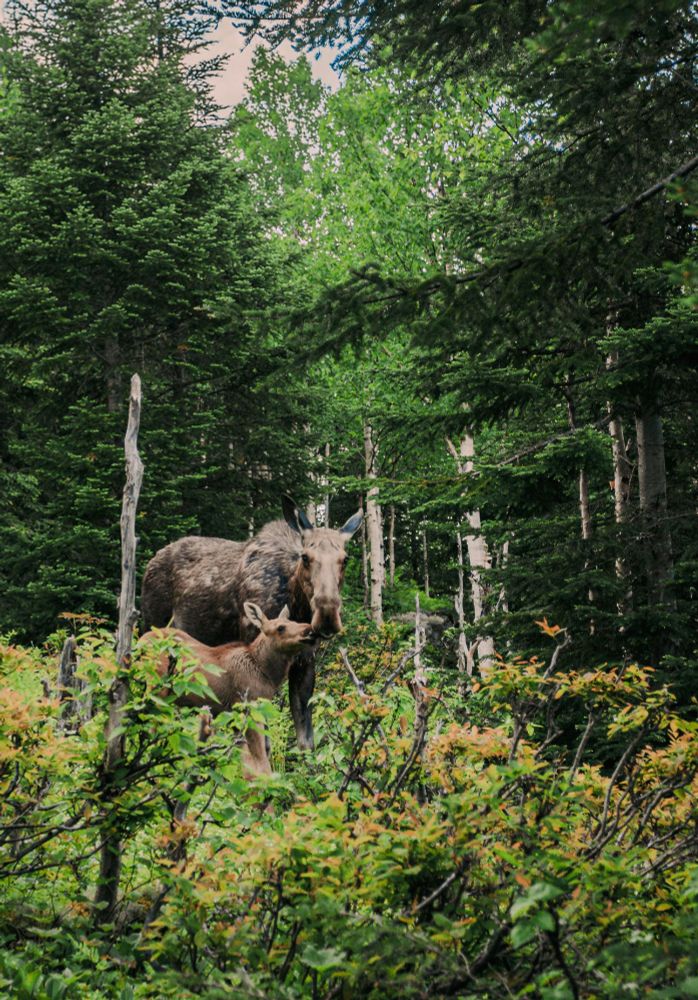 A female moose with her baby in a dense forest.