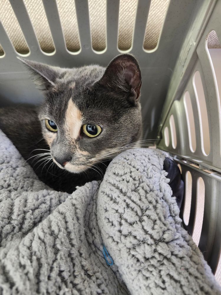 Tortie cat in her pet carrier