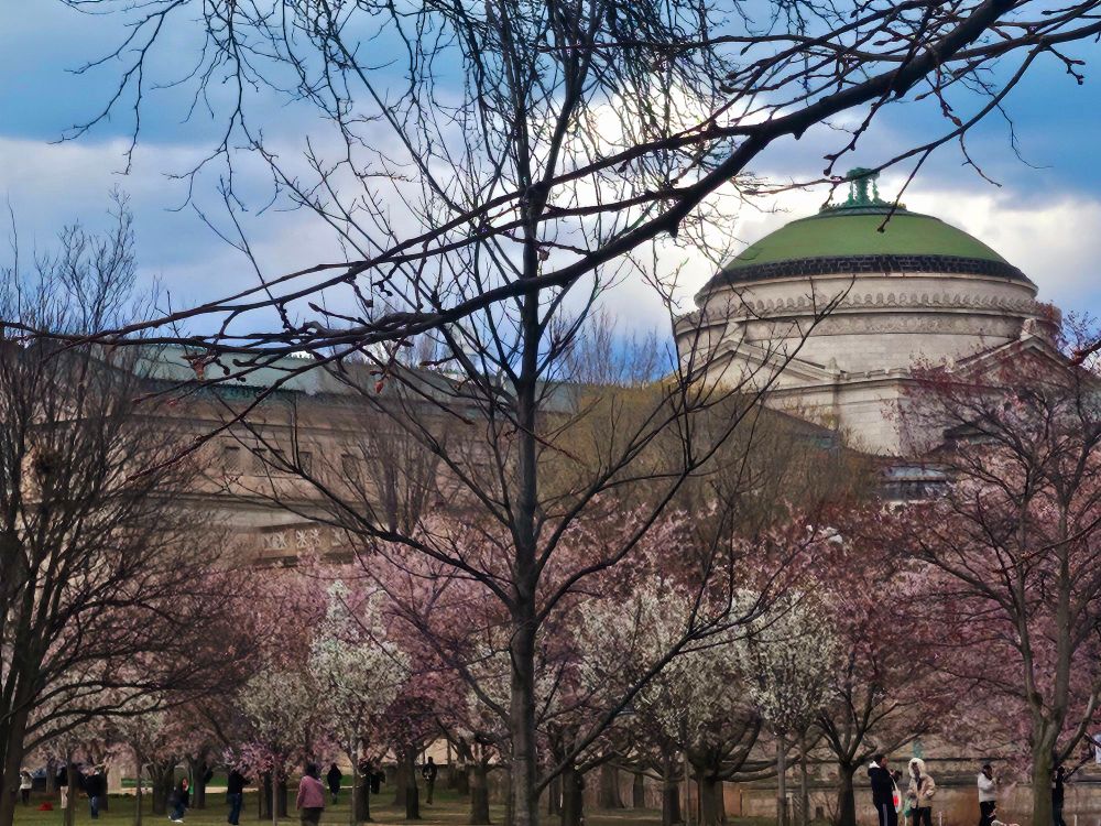 MSI behind some blossoming cherry blossoms.