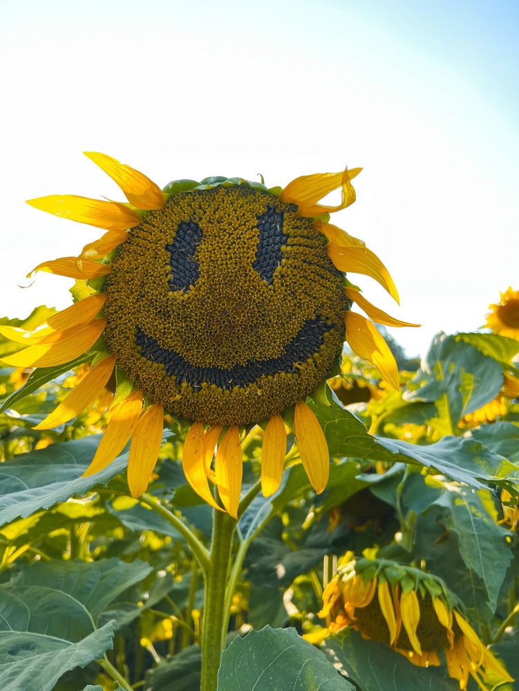 Sunflower facing the camera with seeds missing to make a smiley face