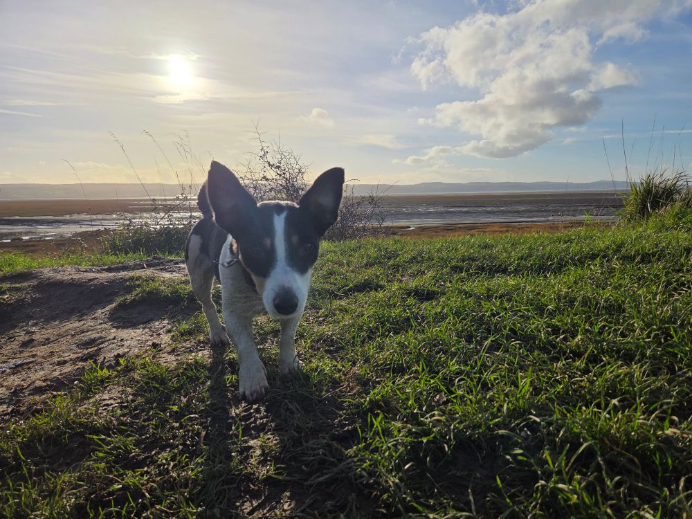 A black and white Jack Russell running towards a camera. She doesn't give a single fuck. In the the river Dee and Wales. The sun is setting.